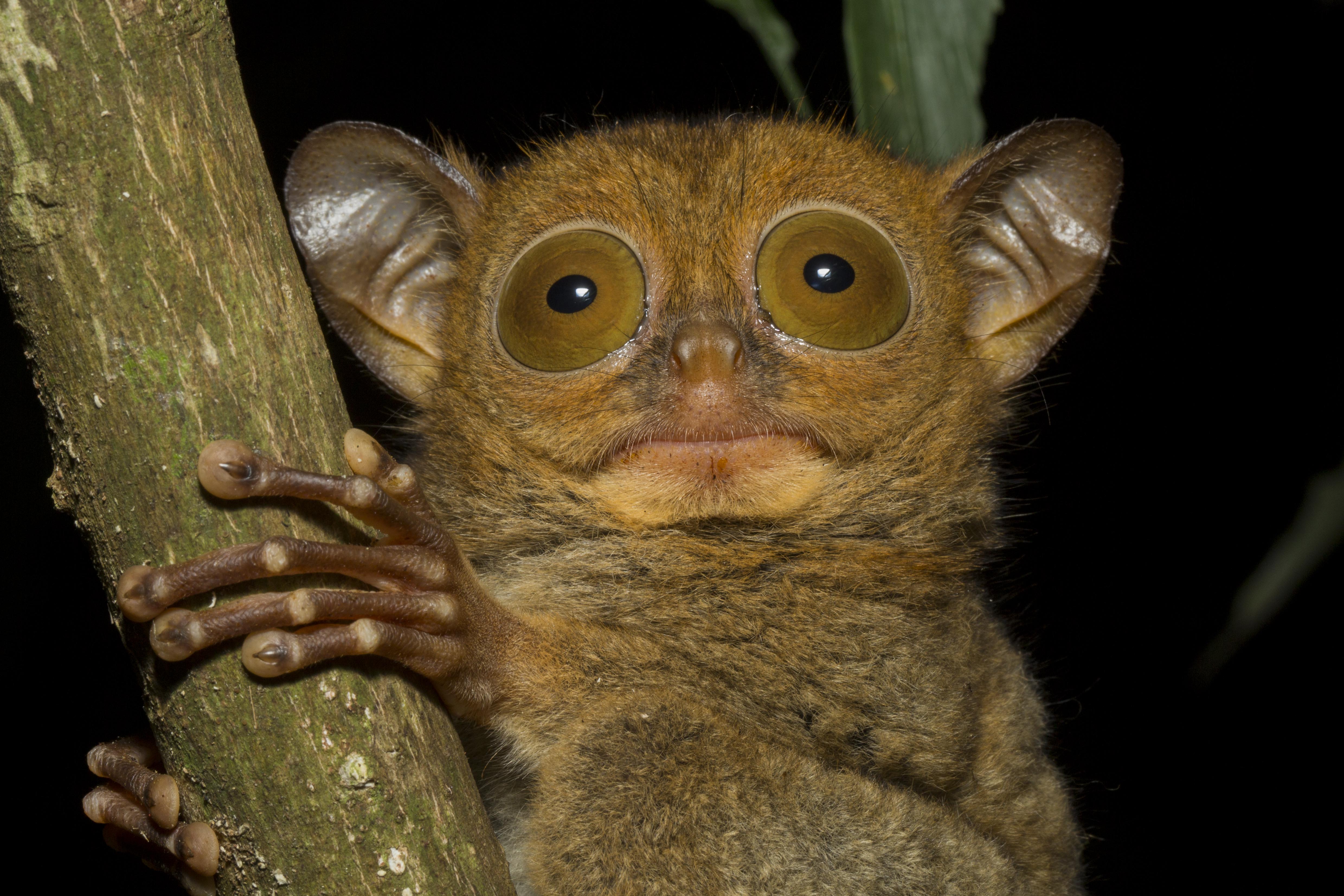 western tarsier on branch