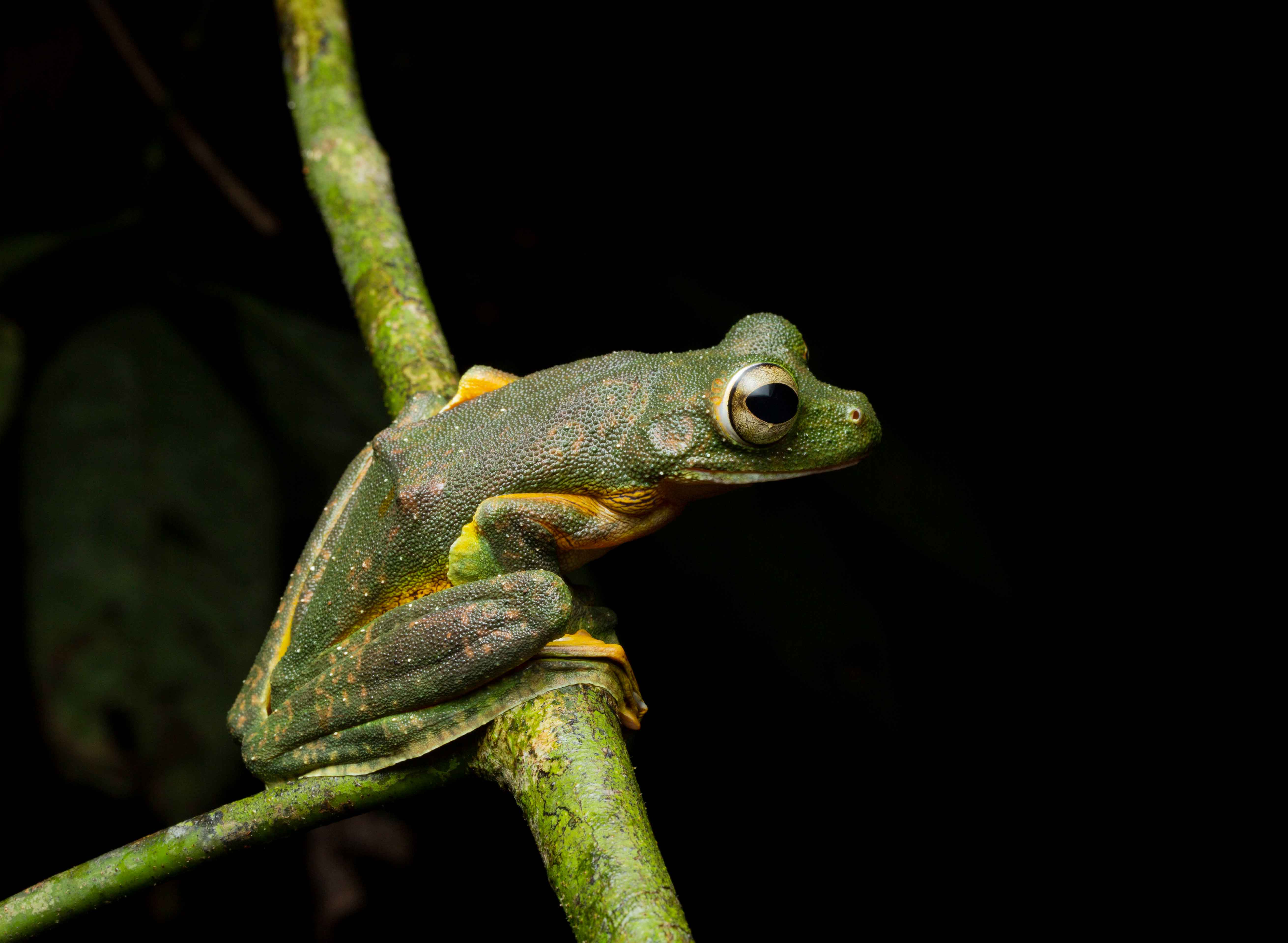 Wallace's flying frog perched on branch